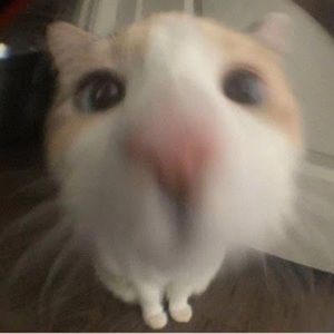 Meet your Posher, Soo-yun